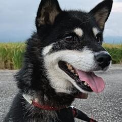 検討中　黒柴犬　約10歳