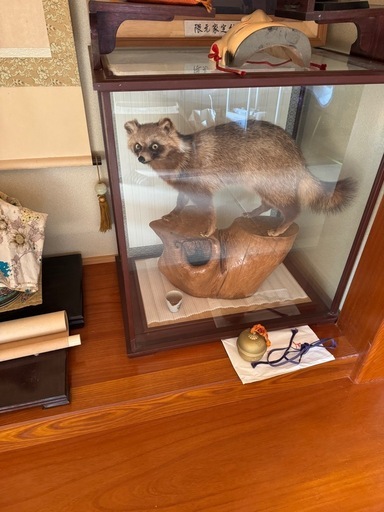 狸の剥製