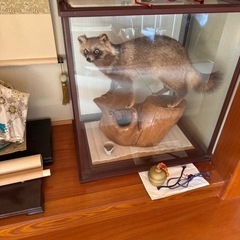 狸の剥製