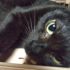 人馴れバッチリ！美人で可愛い黒猫ちゃん