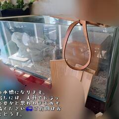 120cm【大型】曲げガラス水槽
【熱帯魚】爬虫類系ペットなどにも☆　　　※特注台つきの画像