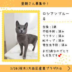 里親募集中！２歳ロシアンブルー♀(⋈◍＞◡＜◍)。✧♡