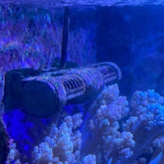 Redsea ReefWave25 ① 使用1年