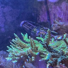 Redsea ReefWave25 ② 使用1年