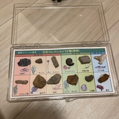古生代から新生代の化石