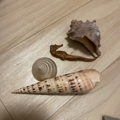 Sea leftovers