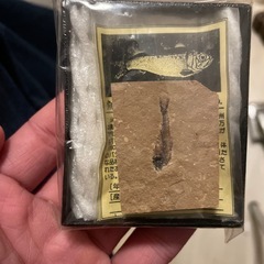魚の化石（アメリカ・ワイオミング州）