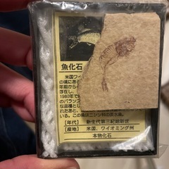 魚の化石（アメリカ・ワイオミング州）