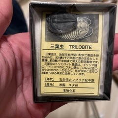 三葉虫の化石