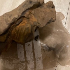 二枚貝の化石