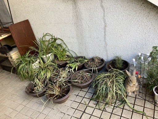 【あげます】観葉植物　
