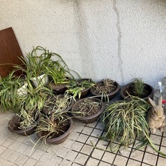 【あげます】観葉植物　
