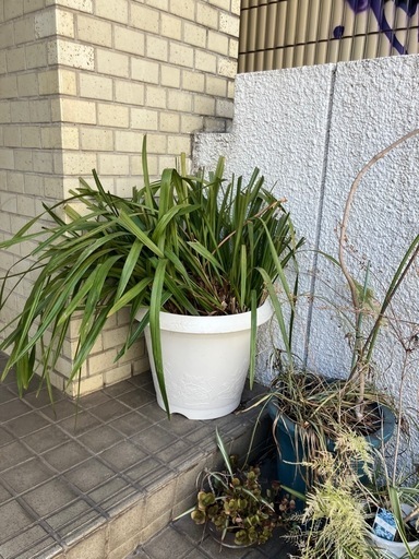 【あげます】観葉植物　