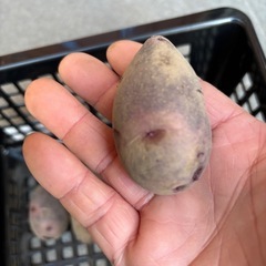 種芋
の画像