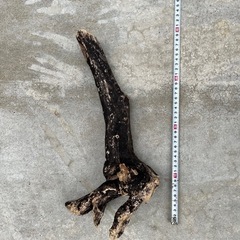 流木⭐︎アクアリウム⭐︎インテリア⭐︎７本セットの画像