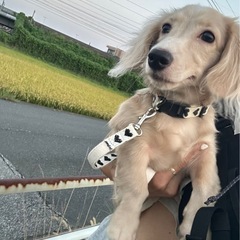 チワックスの女の子🩷受付終了しました。 − 神奈川県