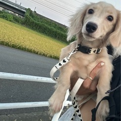 チワックスの女の子🩷受付終了しました。 - 犬