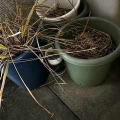 色々なサイズの鉢の画像
