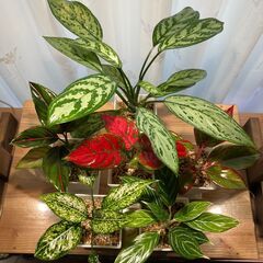 観葉植物 アグラオネマ6種セット