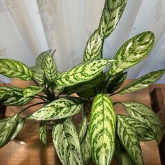 観葉植物 アグラオネマ シルバークイーン