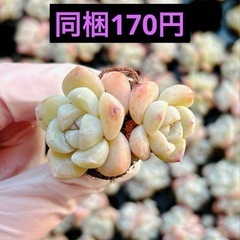 1.氷の玉