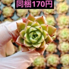 2.クイーン