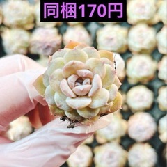4.雪顔