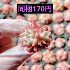 5.玉顔