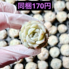 6.純愛