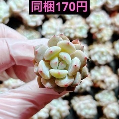7.スターオレンジ