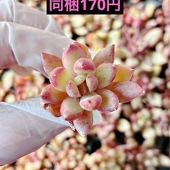 8.紫心