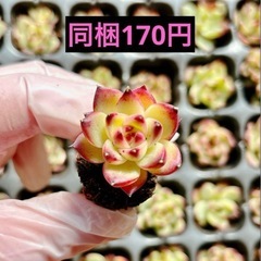 9.ムーンストーン
