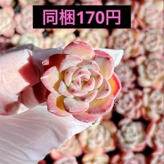 10.麗星
