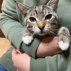 人馴れバッチリ！サバ白ちゃん　6ヶ月