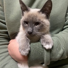人慣れバッチリ！シャム系の美人猫ちゃん　６ヶ月