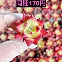 11.ロカ
