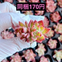 13.チョコレートボール