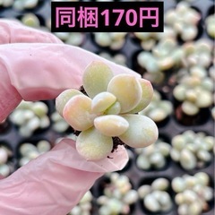 12.雪美人