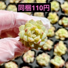 16.青いぶどう