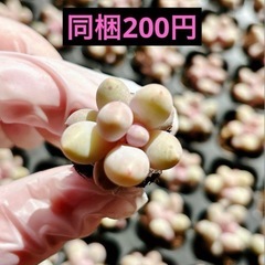 17.団子