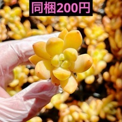 19.黄麗