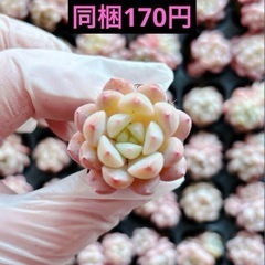 14.ドロップ