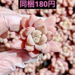 15.星雪