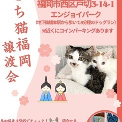 3/16 さち猫福岡譲渡会　エンジョイパーク（はっぴぃすまいる）
