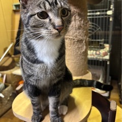 キジシロくん🩵