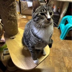 キジシロくん˙ᴥ˙🩶