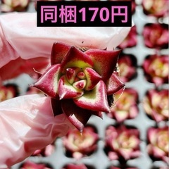 23.赤い檀