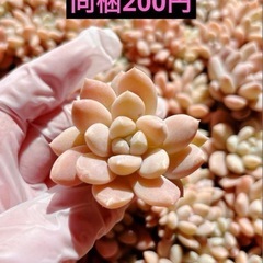 26.阮玲玉
