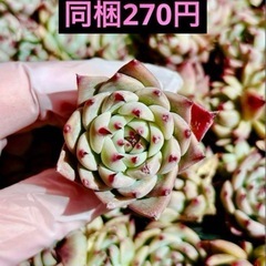 27.チワワエンシス