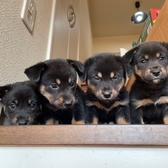 柴犬(母親)×Mダックス(父親)ミックス − 栃木県